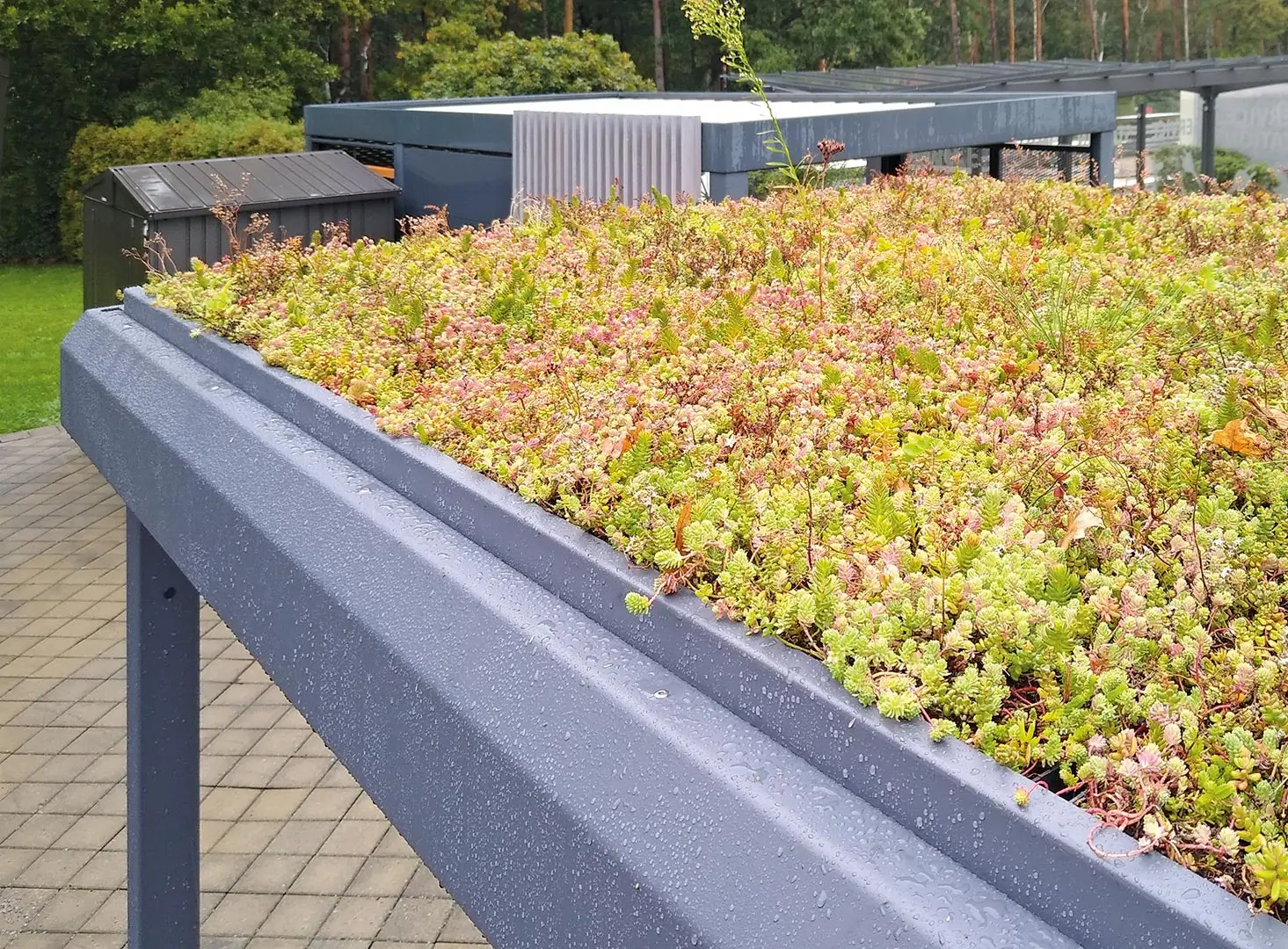 Pflegehinweise zur Dachbegrünung