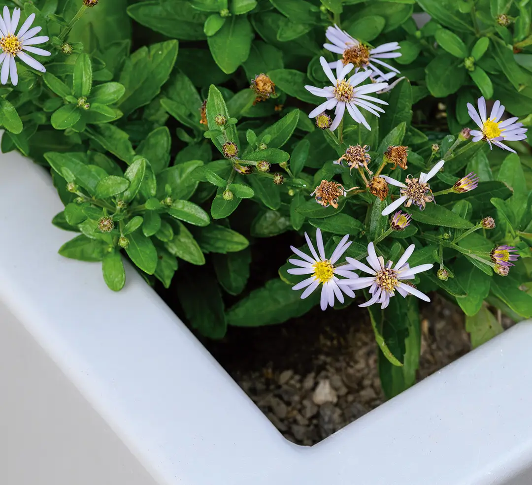 Mit dem Pflanzbehälter MALOUT NEW zur Stadtbegrünung beitragen