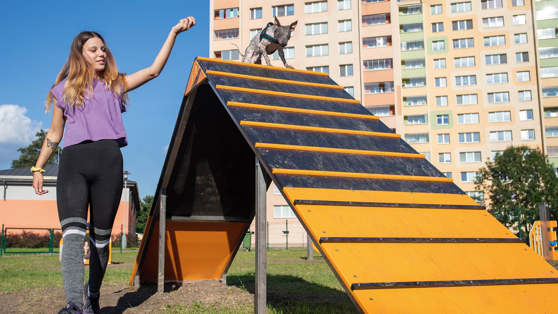 Hundetraining auf einer gelben Hundekletterwand