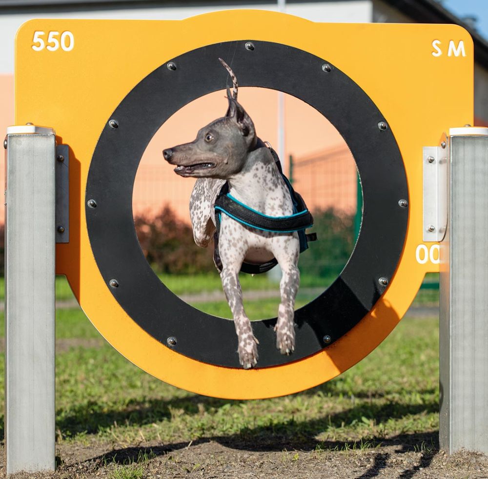 Hund springt durch Hundesprungring von SAPEKOR